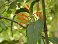 Mexican Honeysuckle